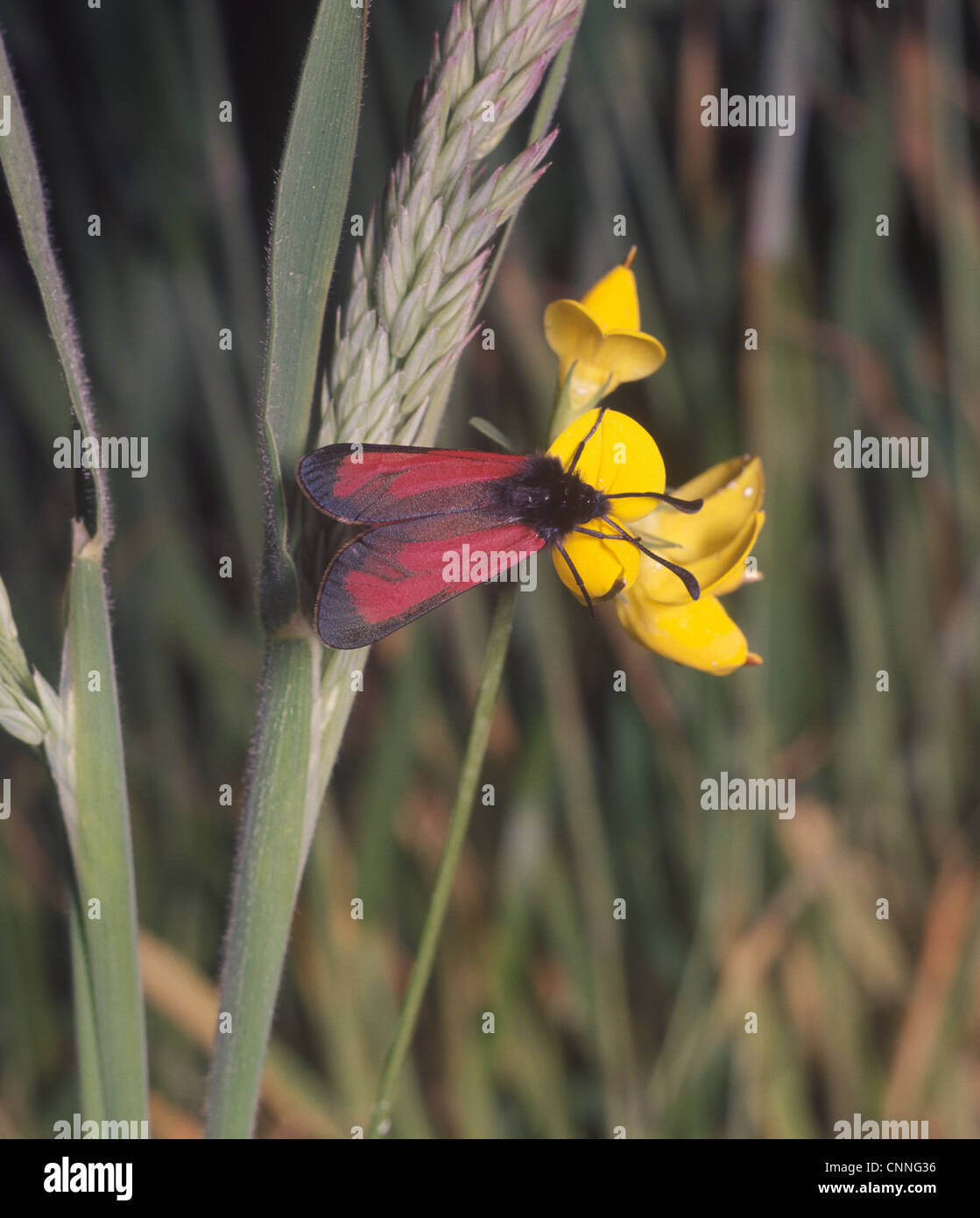 Moth - Burnet Transparent (Zygaena purpuralis) on flower Stock Photo