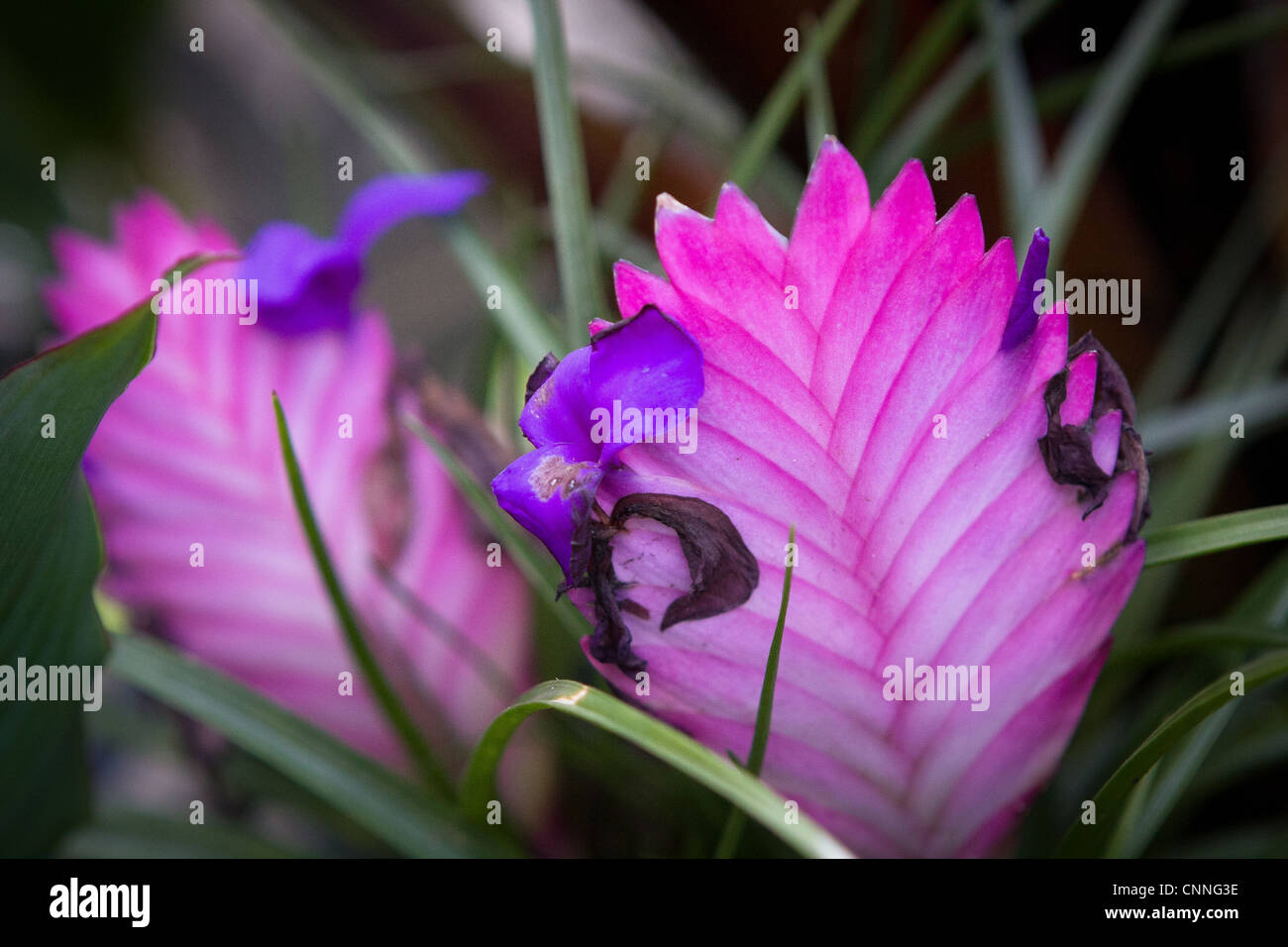 Bromeliad tillandsia cyanea hi-res stock photography and images - Alamy