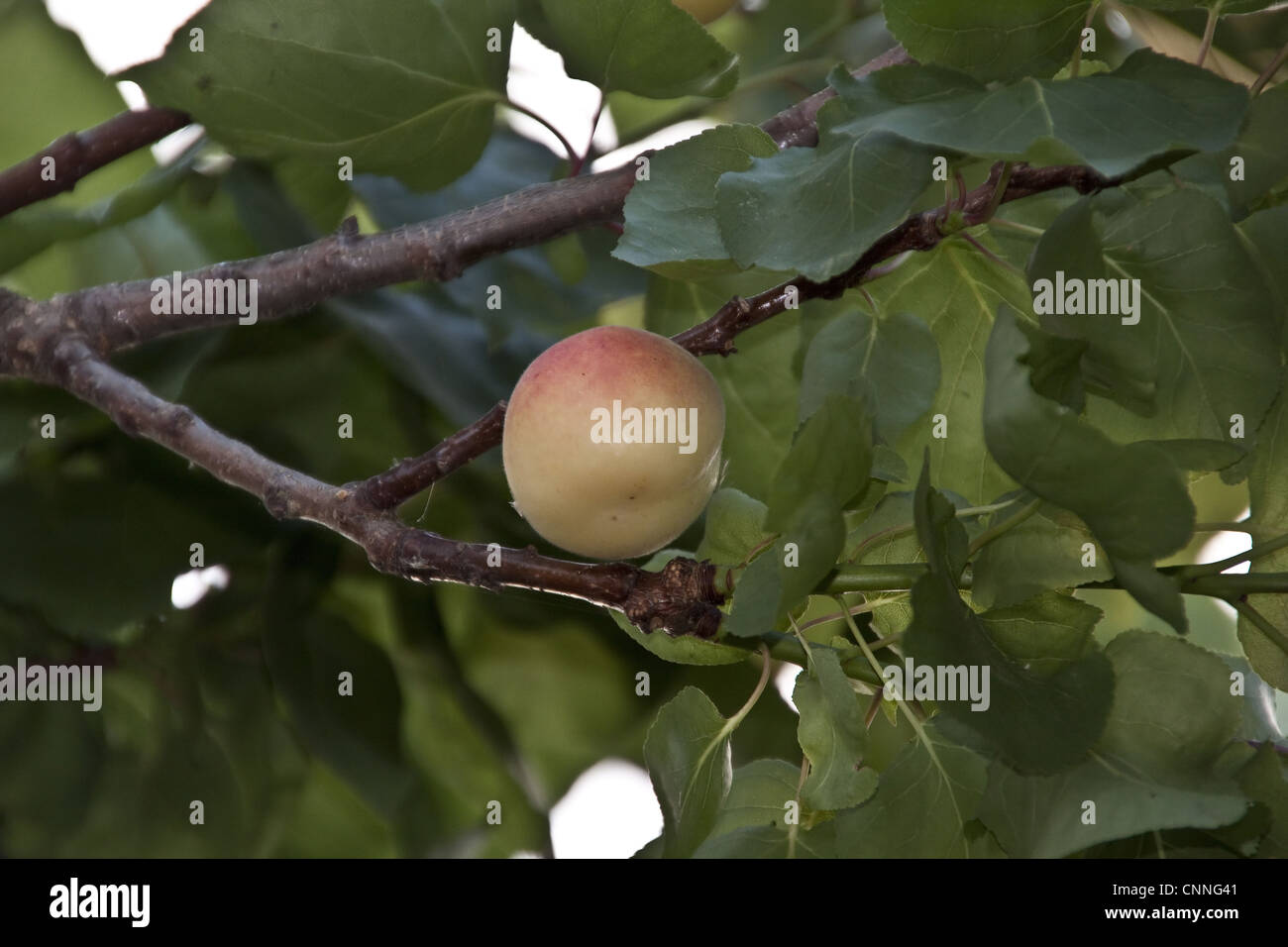 Apricot fruits on tree Spain Stock Photo Alamy