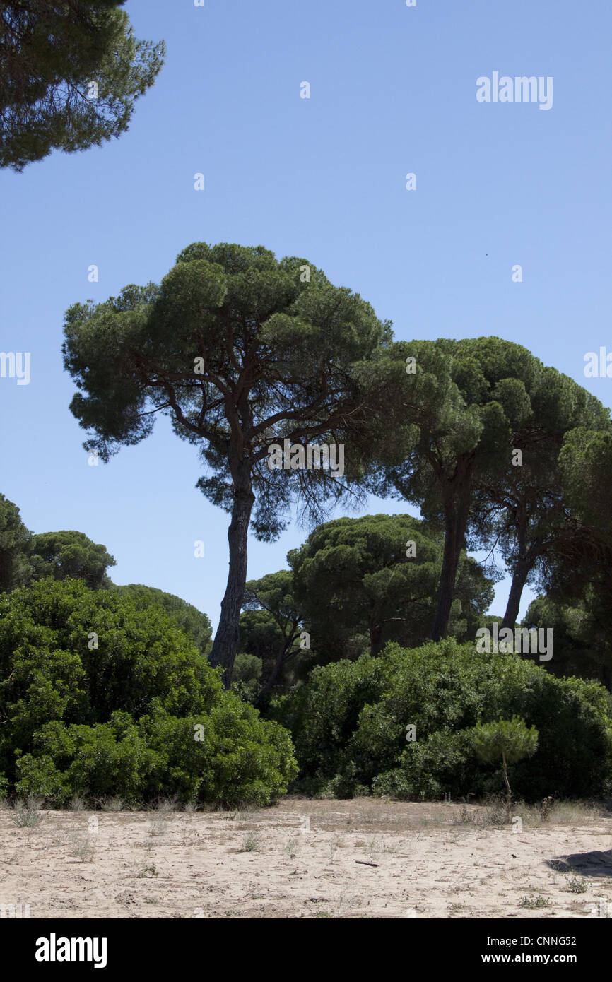 Umbrella pine tree hi-res stock photography and images - Alamy