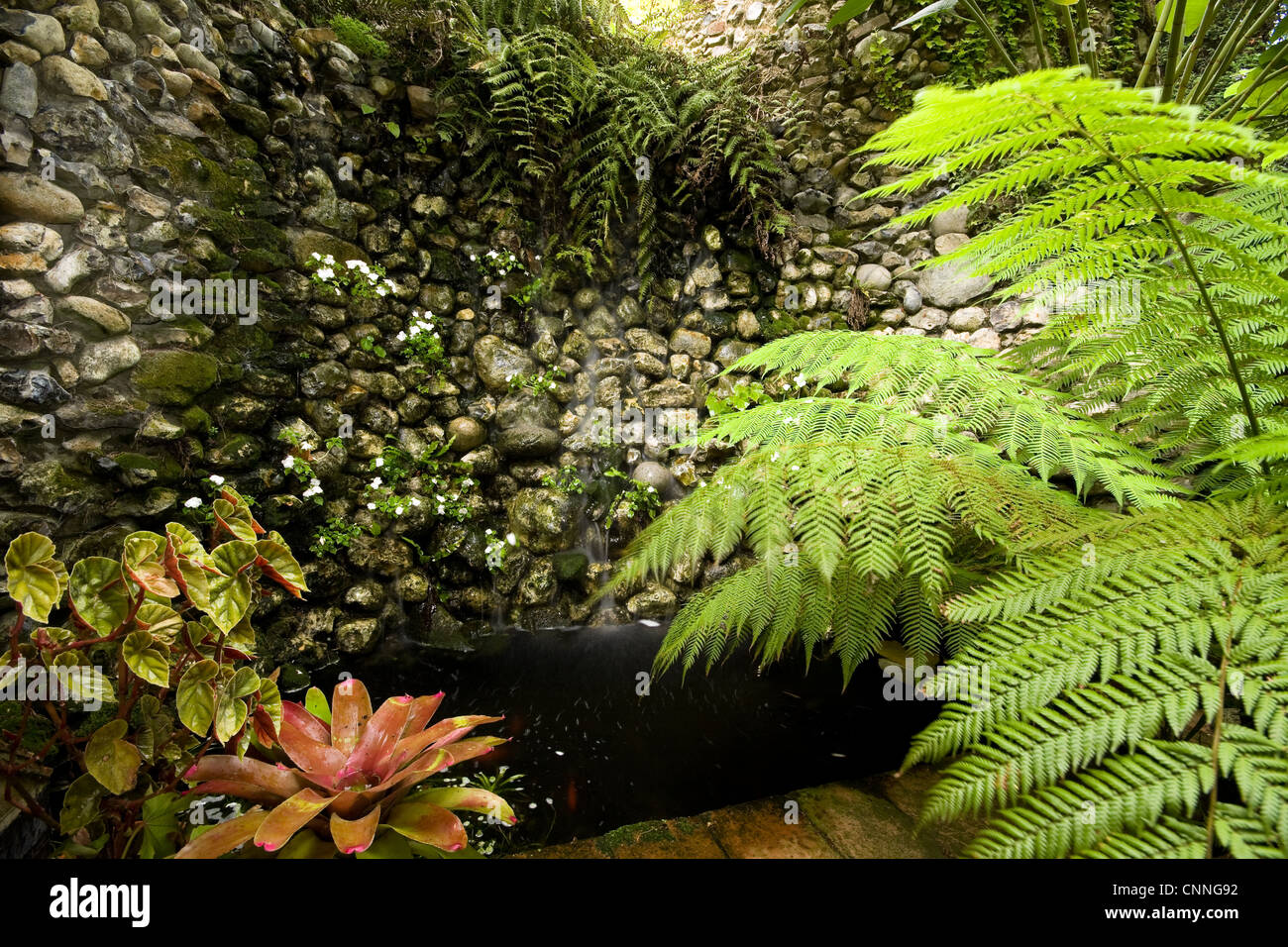 Waterfall & Bromeliad neoregelia and the tree fern Dicksonia Antartica Stock Photo