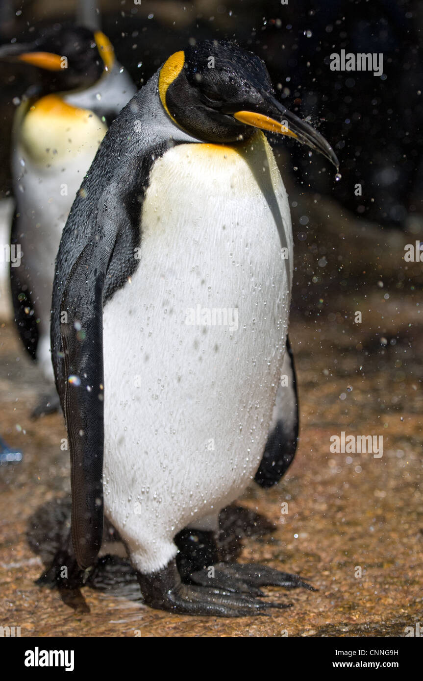 King Penguin Stock Photo