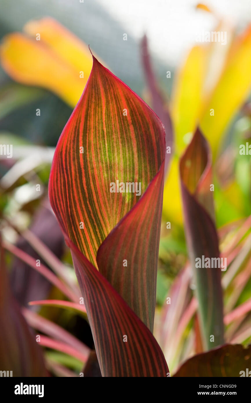 Canna Durban Leaf detail Stock Photo