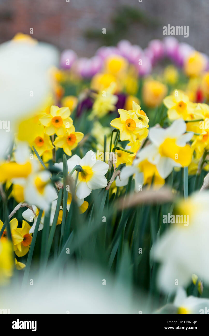 Flower bed yellow Stock Photo Alamy
