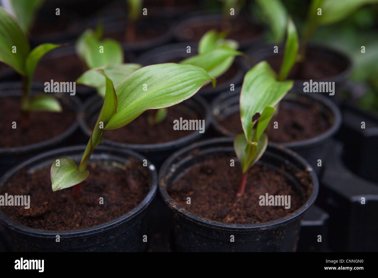 Small pots of young canna seedlings Stock Photo