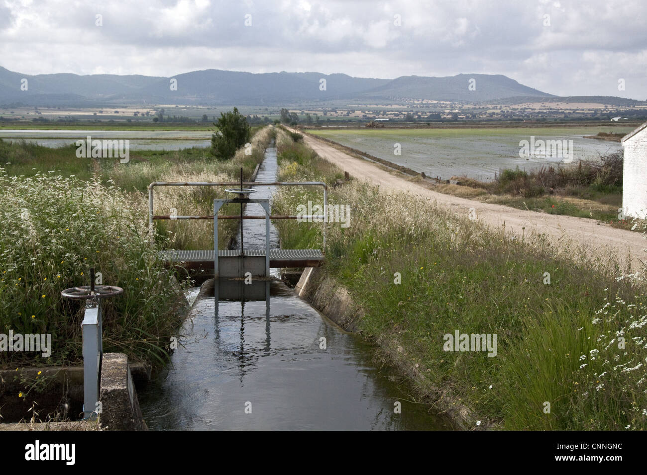 Irrigation channel flows from sluice gate to bring water to rice paddy fields, southern Spain. Stock Photo