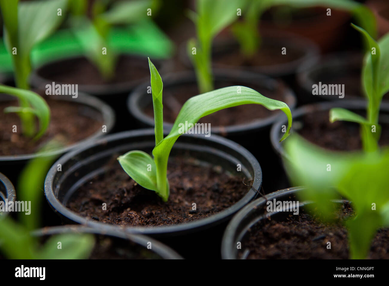 Small pots of young canna seedlings Stock Photo