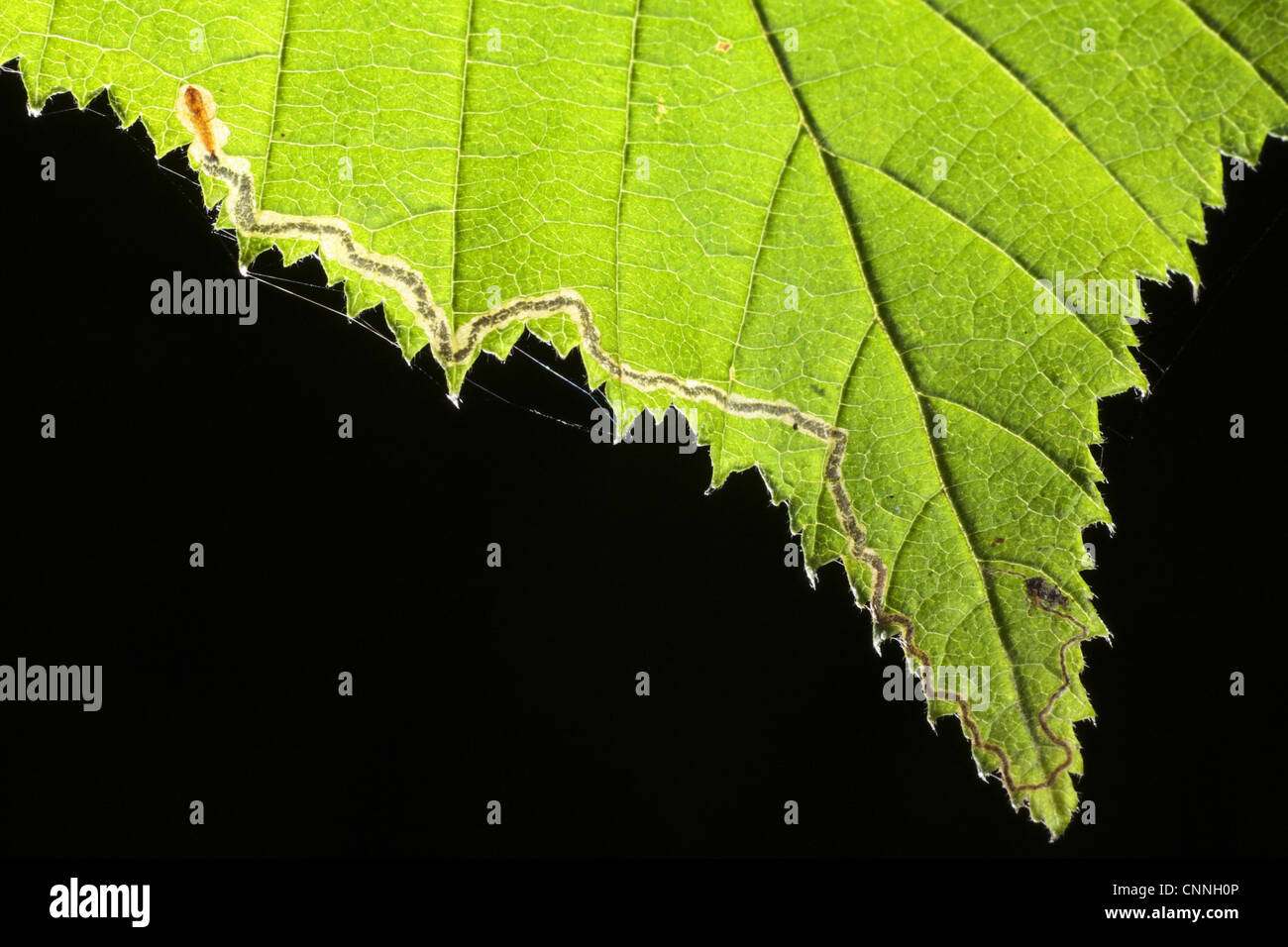 Leaf-miner Moth (Stigmella floslactella) larvae feeding tunnel in Hazel (Corylus sp.) leaf, Powys, Wales, july Stock Photo