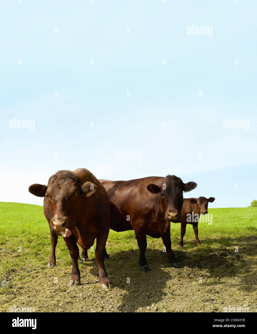 Three cows grazing on field hi-res stock photography and images - Alamy