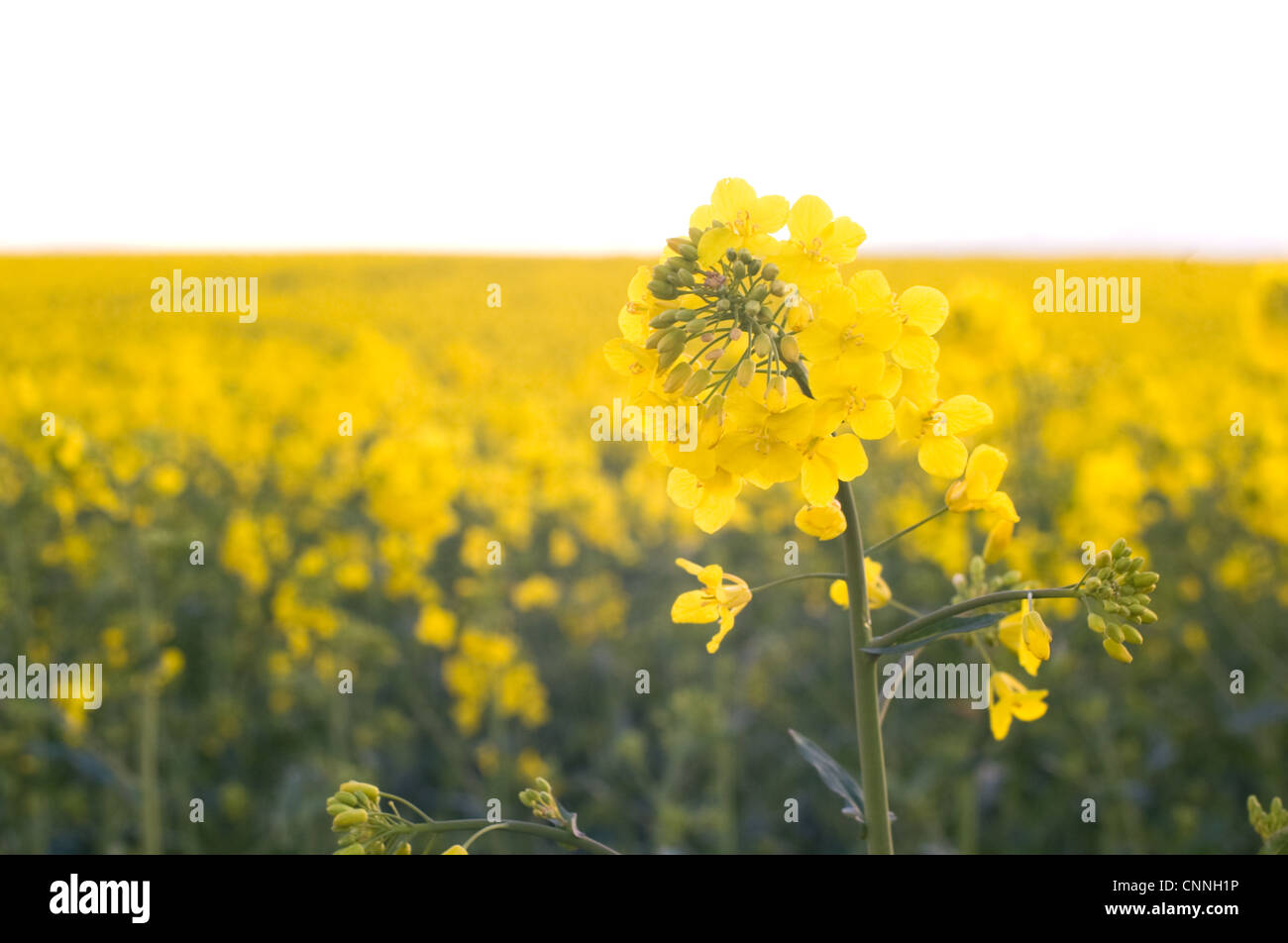 Oil seed rape crop in a field between Lincoln and Cherry Willingham, Lincolnshire UK Stock Photo