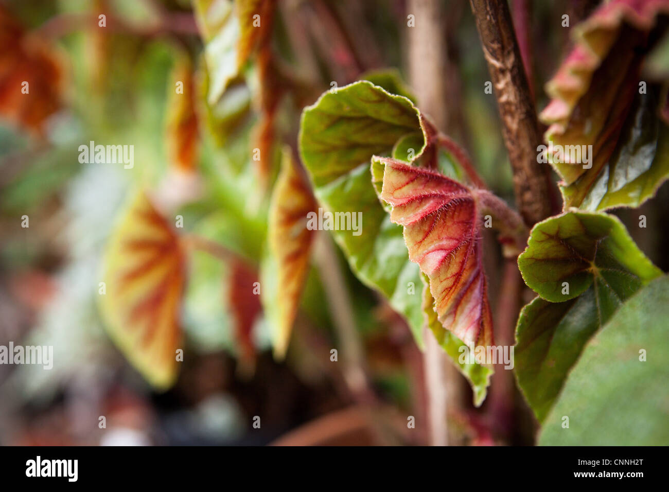 Cane Begonia Leaf detail, close up Stock Photo Alamy