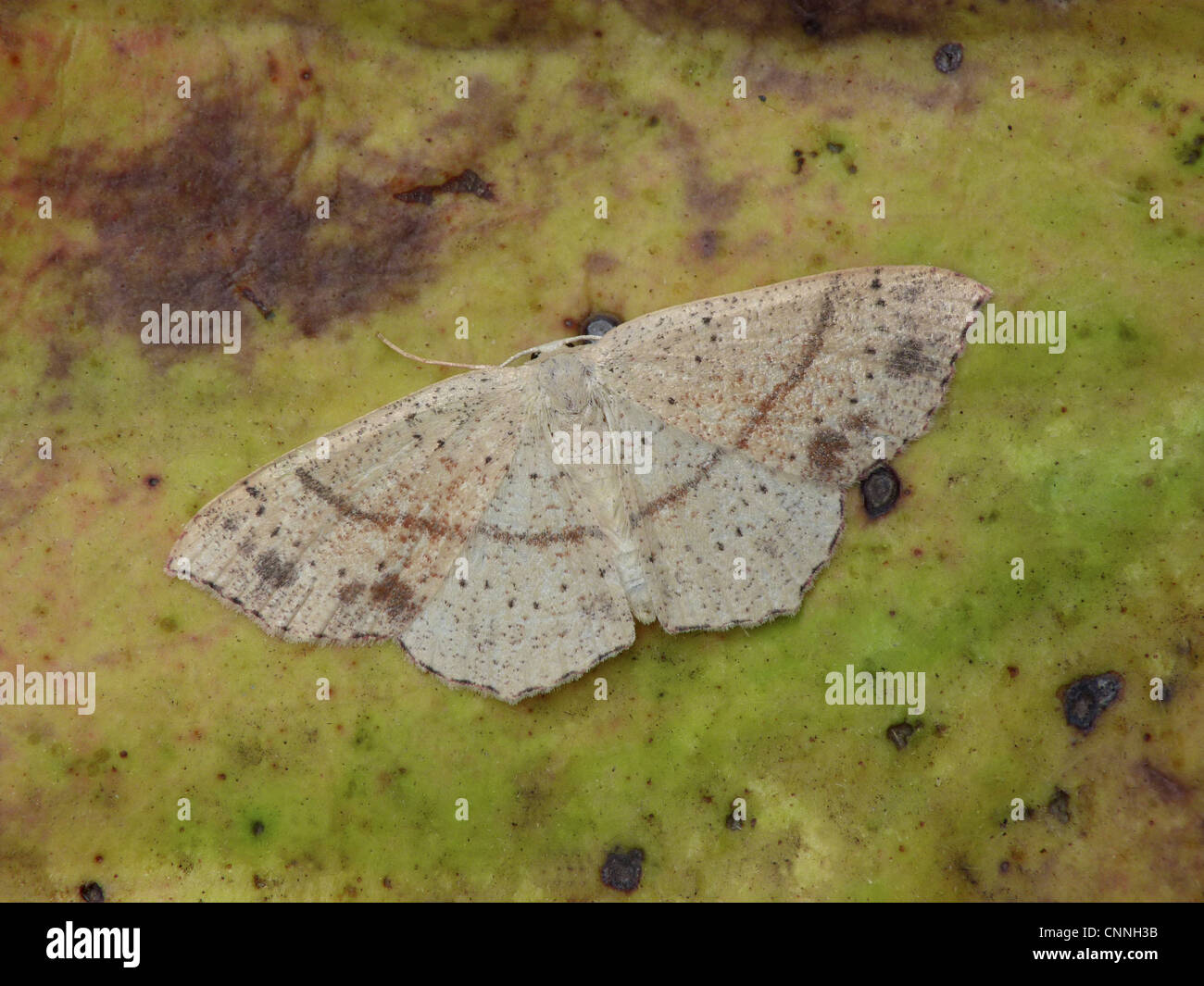 Maiden's Blush (Cyclophora punctaria) adult female, resting on decaying leaf, Cannobina Valley, Piedmont, Northern Italy, july Stock Photo