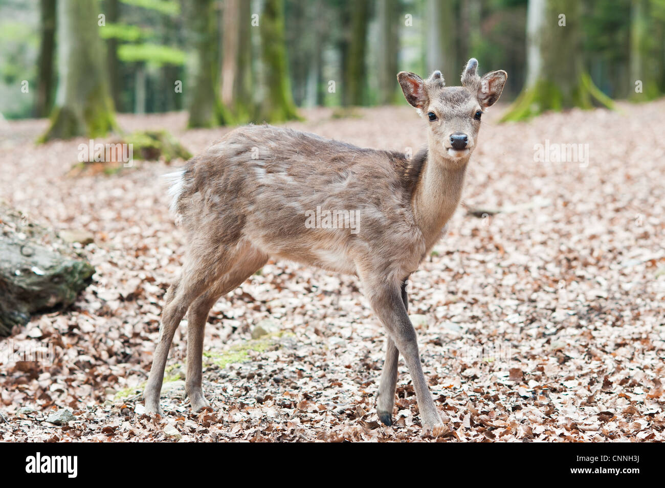 cute young sika deer fawn (lat. Cervus nippon) standing in the forest Stock Photo