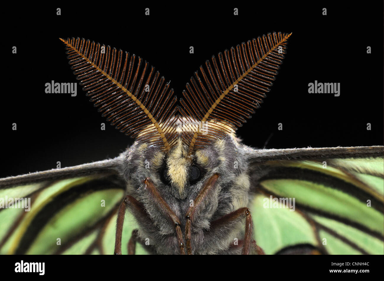 Spanish Moon Moth Graellsia Isabellae Adult Male Close Up Of Head And Antennae Captive Bred Stock Photo Alamy