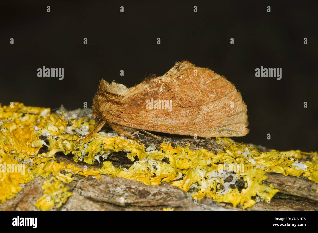 Coxcomb Prominent (Ptilodon capucina) adult, resting on lichen, Norfolk, England, july Stock Photo