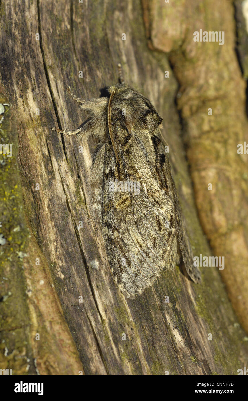 Great Prominent Moth (Peridea anceps) adult, camouflaged on bark, Oxfordshire, England, april Stock Photo