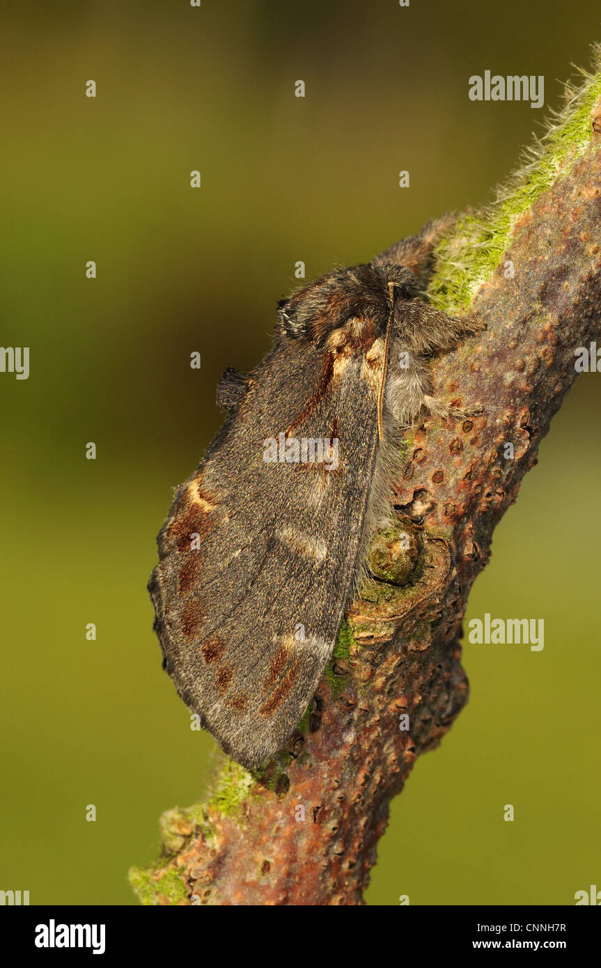 Iron Prominent Moth (Notodonta dromedarius) adult, resting on twig, Oxfordshire, England, may Stock Photo