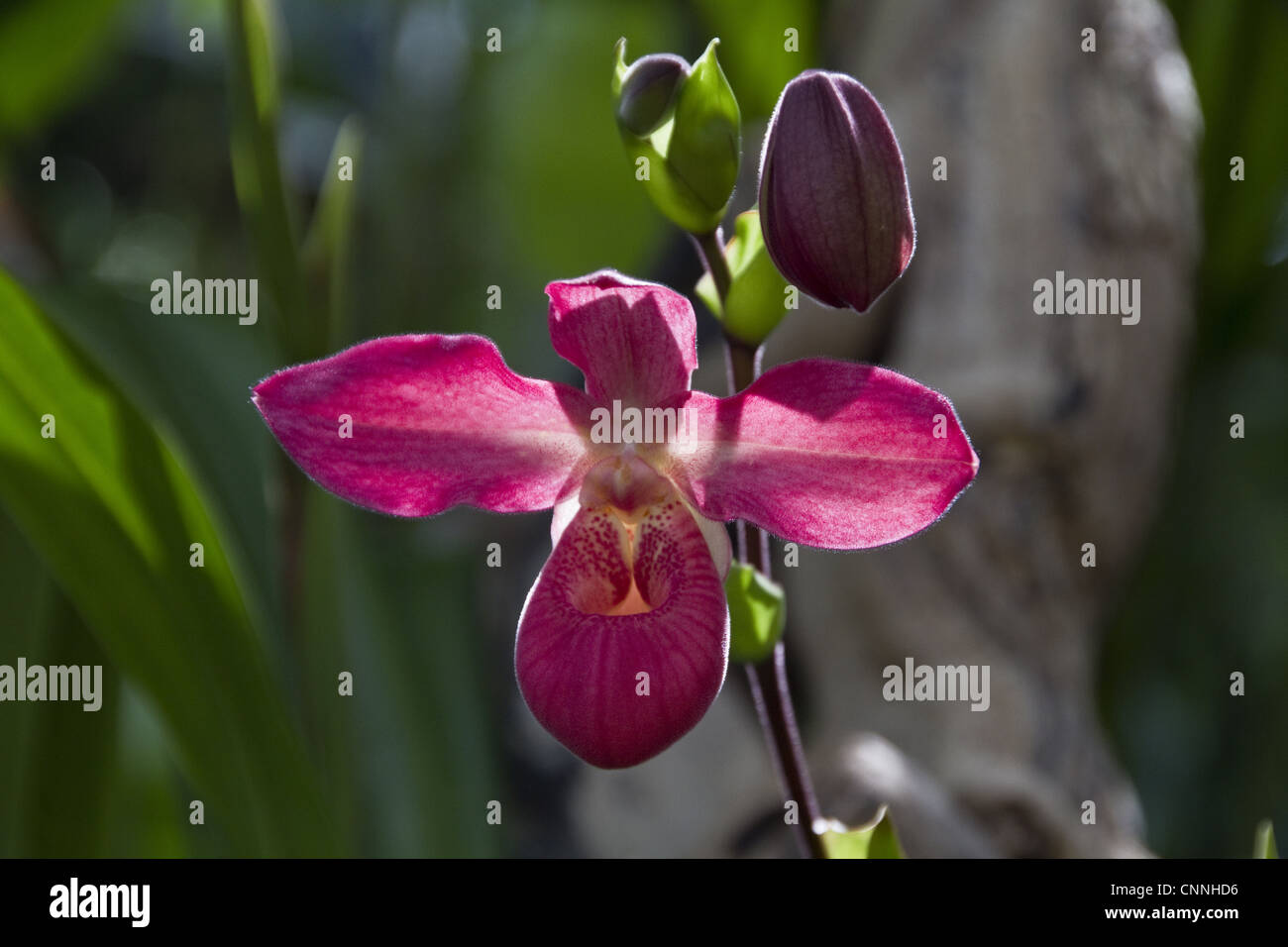 Phragmipedium La Vingtaine, hybrid orchid Stock Photo