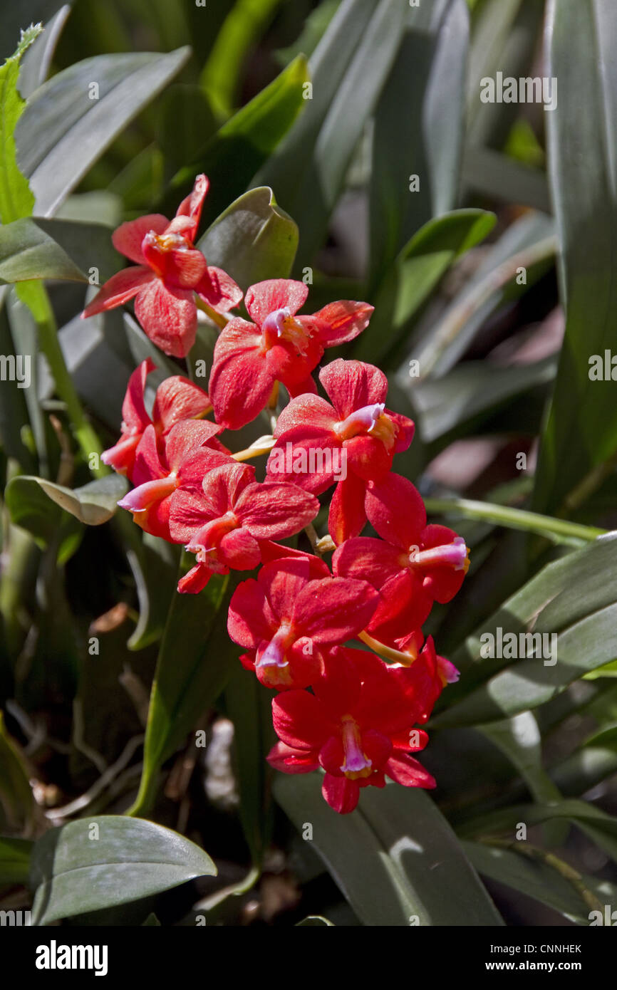 cochlioda noezliana, orchid from Peru Stock Photo