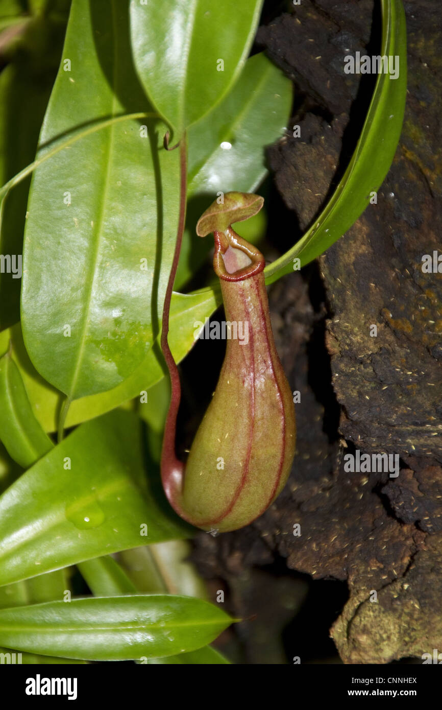 Nepenthes petiolata highland Nepenthes pitcher plant species endemic Mindanao island Philippines where grows elevation Stock Photo
