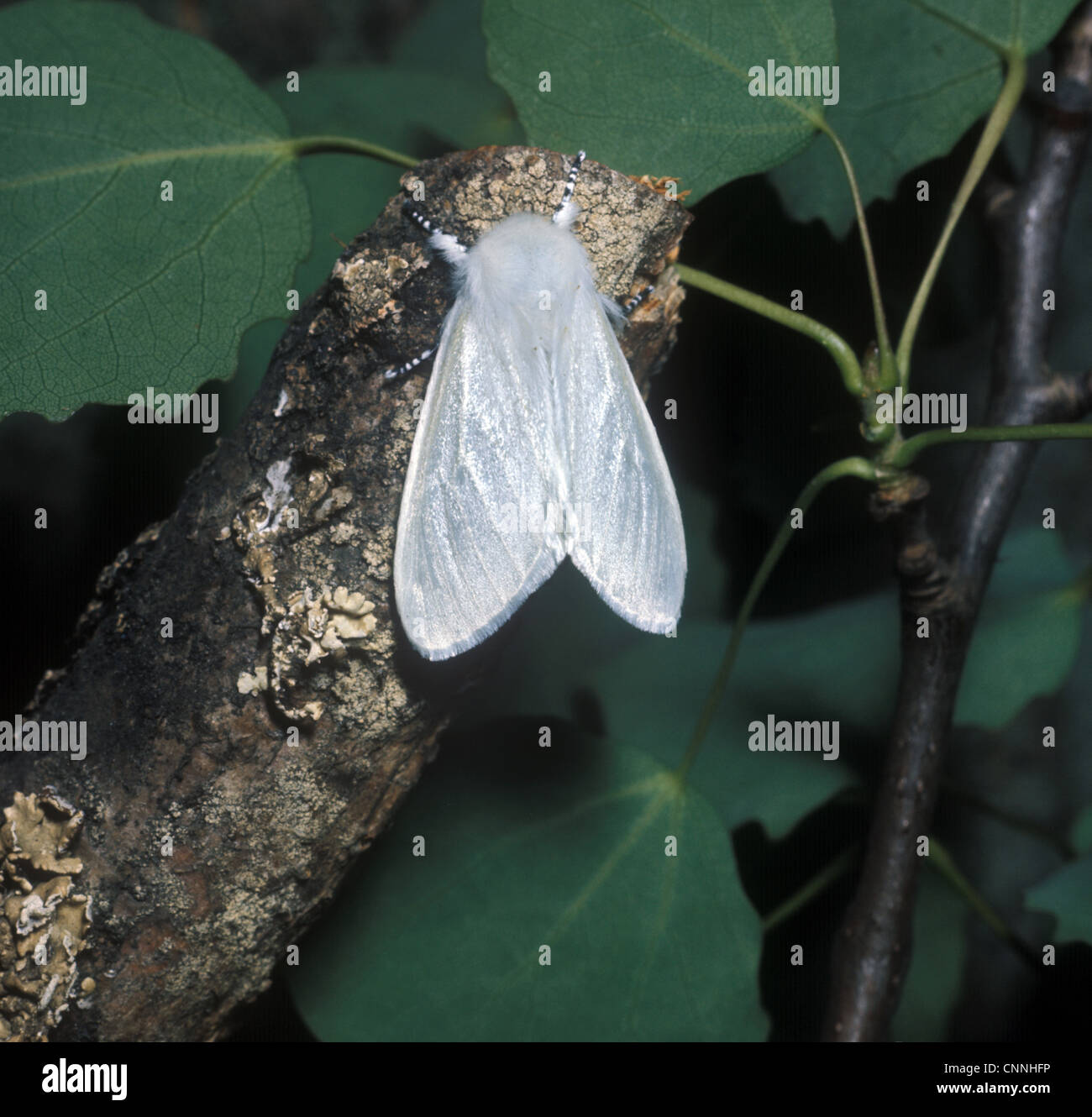 White Satin Moth (Leucoma salicis) adult Stock Photo