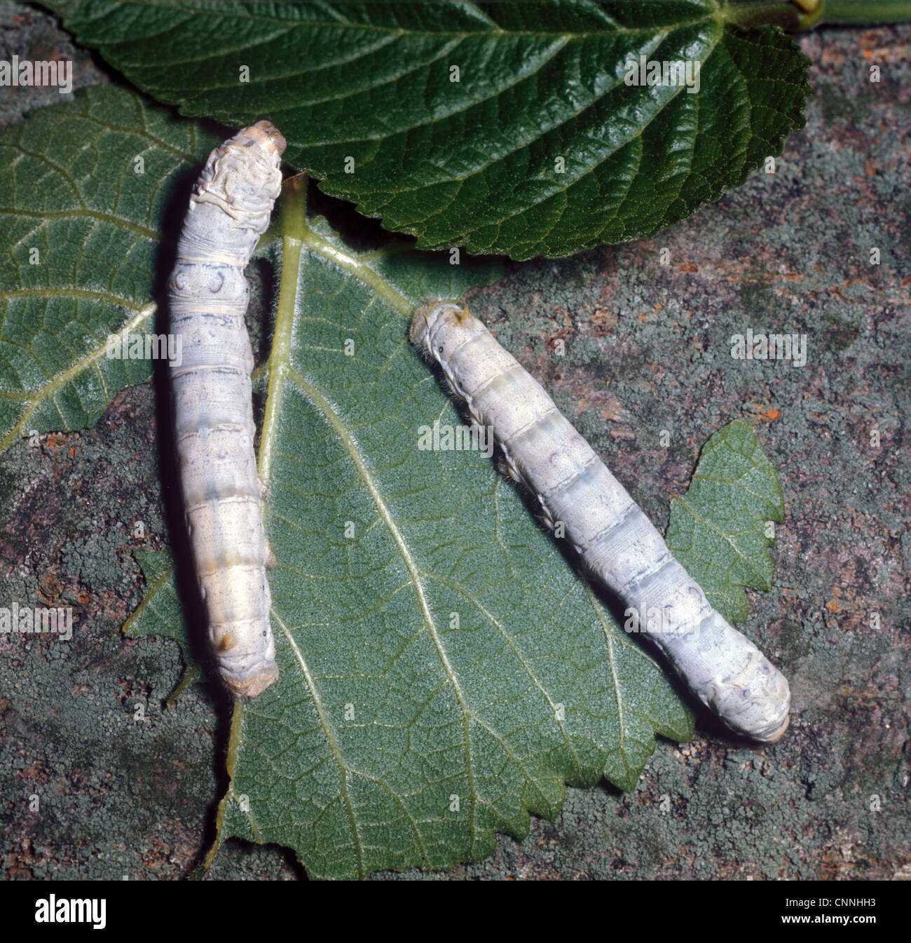 Moth silk bombyx mori hires stock photography and images Alamy
