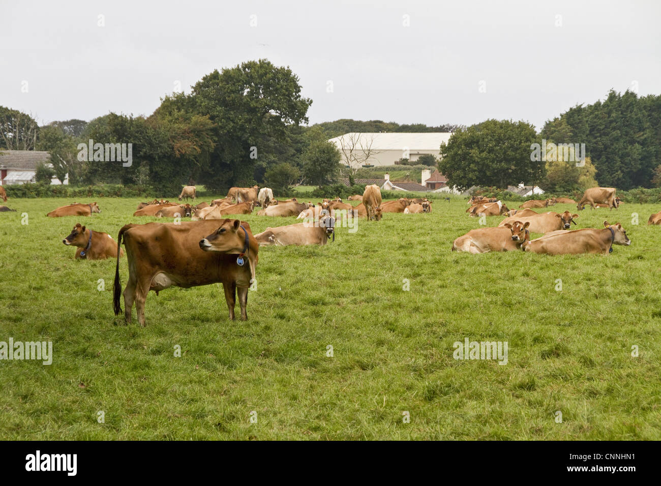 Jersey cow horn hi-res stock photography and images - Alamy