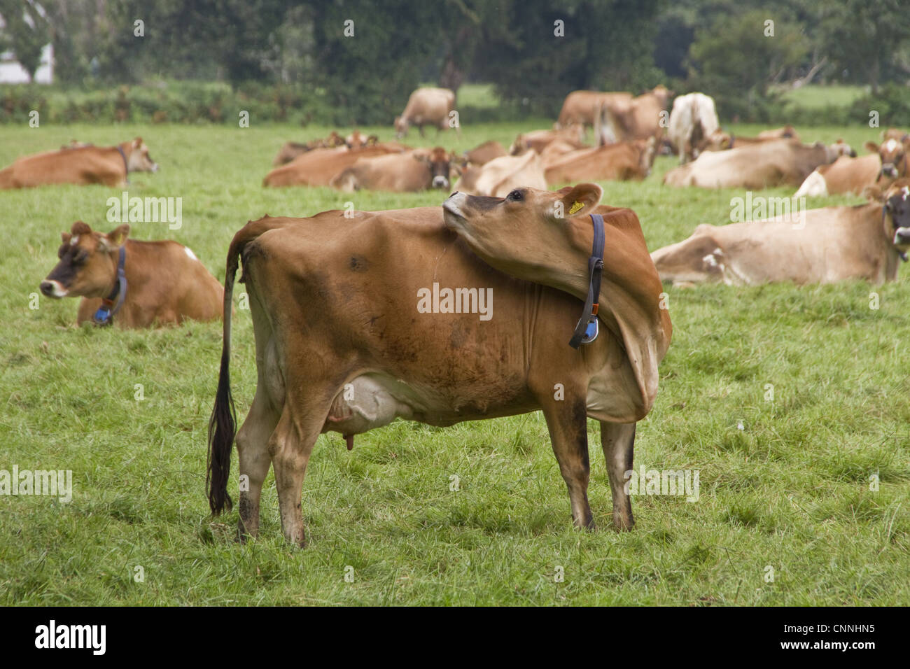 Jersey Cow with ear tag and collar Stock Photo