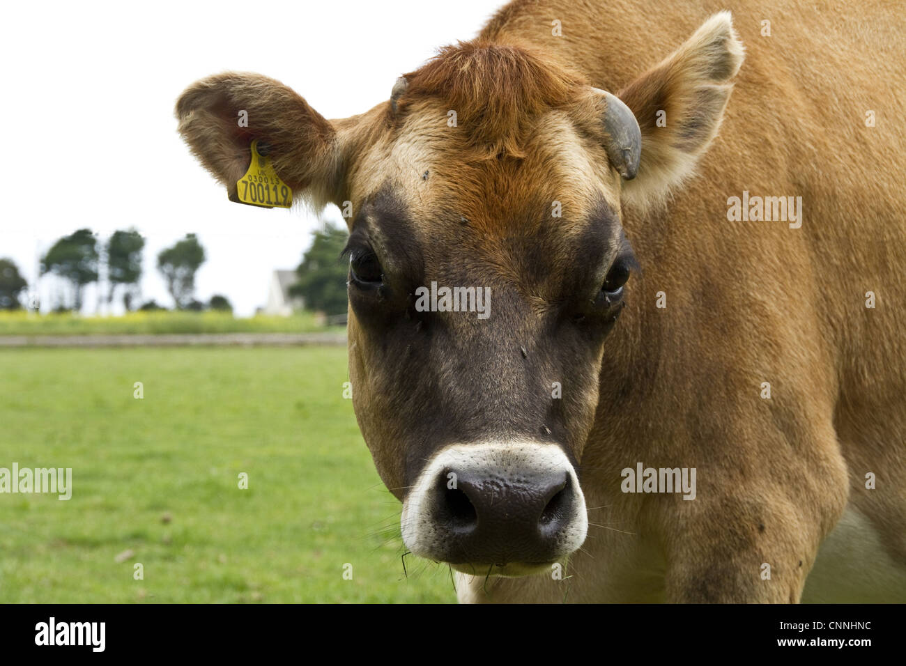 Jersey Cow with ear tag Stock Photo
