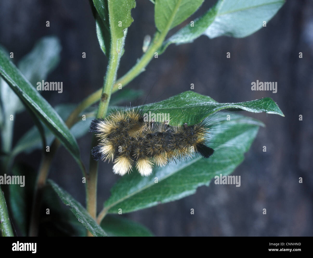 Moth - Tussock Dark Larva (Dasychira fascelina) on leaf Stock Photo