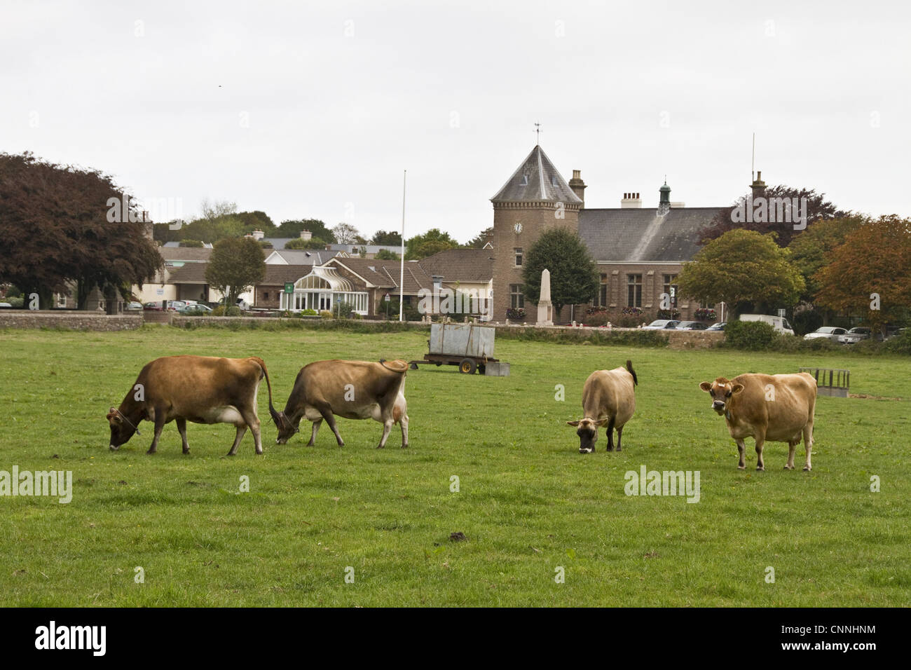 Jersey Cows on Jersey, Channel Islands, Stock Photo