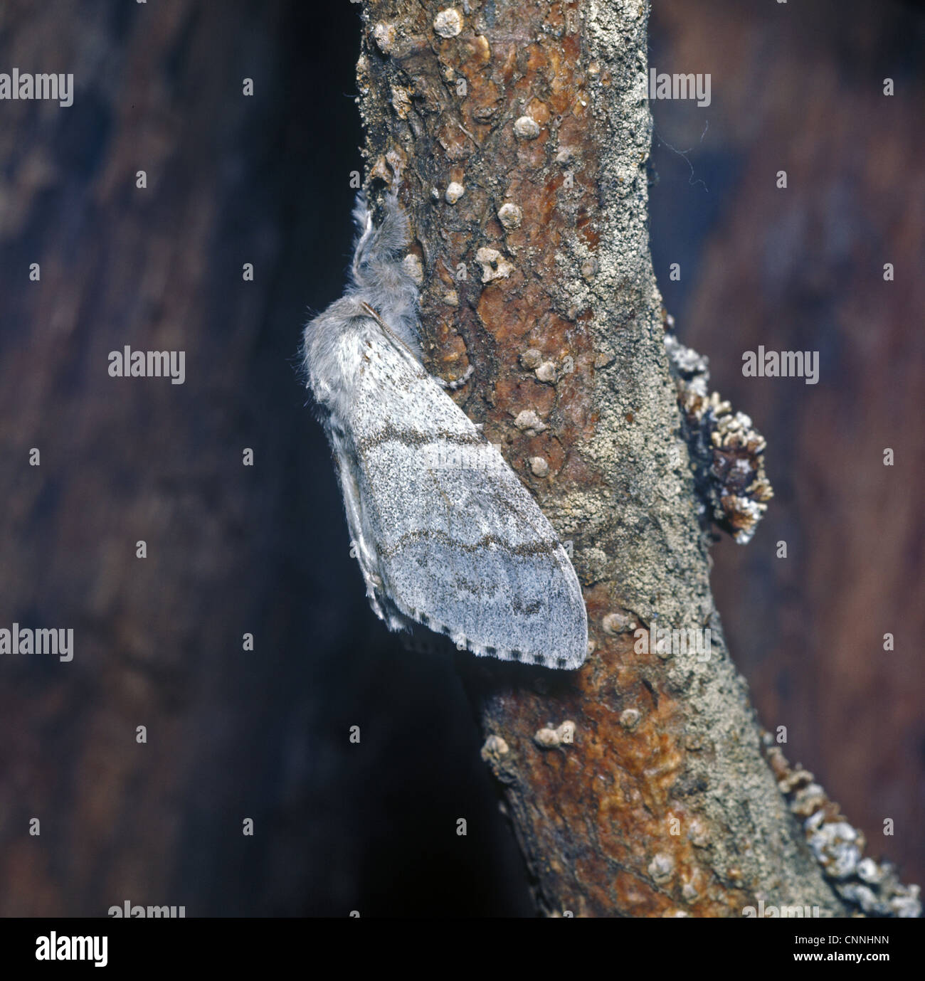 Moth - Tussock Pale (Dasychira pudibunda) Female on branch Stock Photo