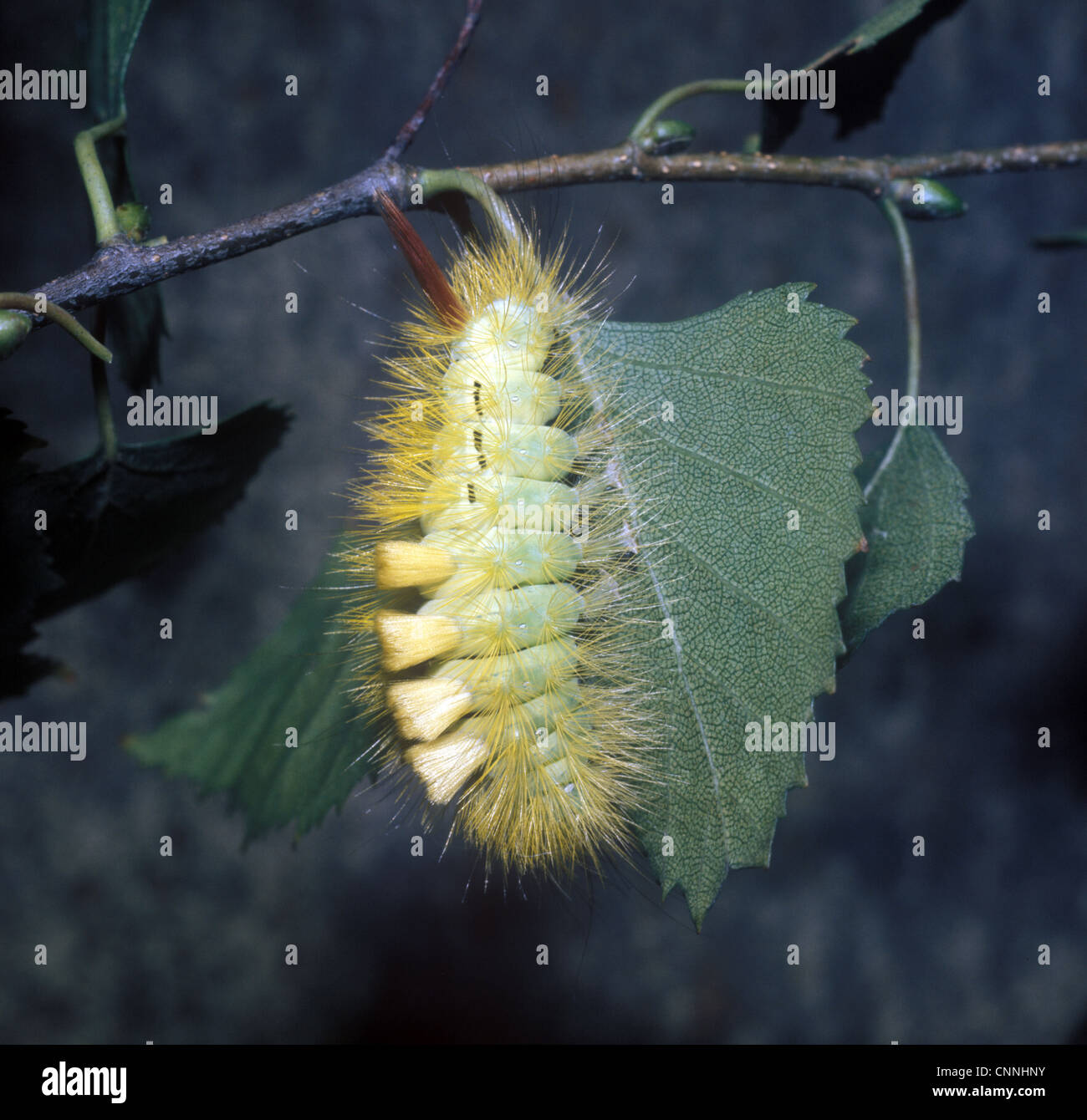 Moth - Tussock Pale Larva (Dasychira pudibunda) on leaf Stock Photo