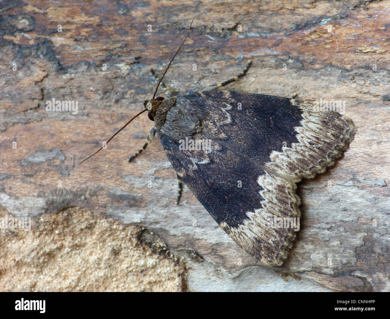 Bordered Copper Underwing (Amphipyra perflua) adult male, resting on log, Cannobina Valley, Piedmont, Northern Italy, june Stock Photo