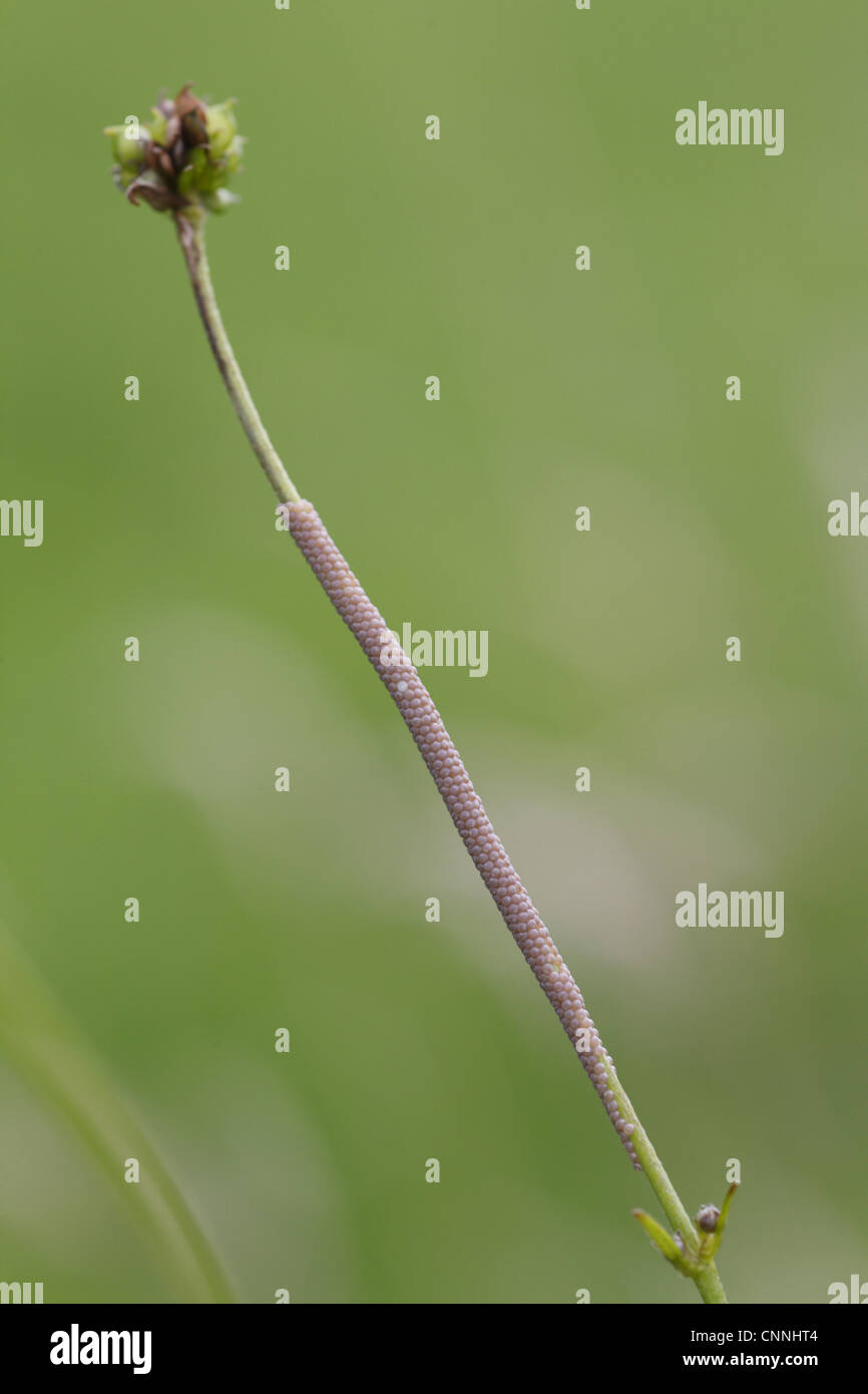 Large Yellow Underwing (Noctua pronuba) egg batch, laid on buttercup stalk in meadow, Powys, Wales, july Stock Photo