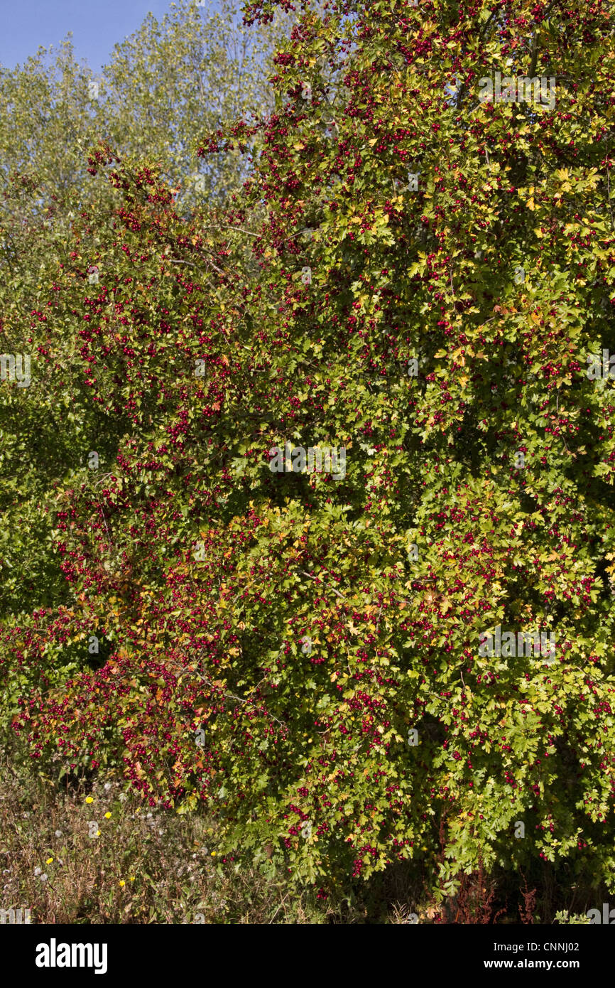 Common Hawthorn in early autumn, lots of berries, Stock Photo