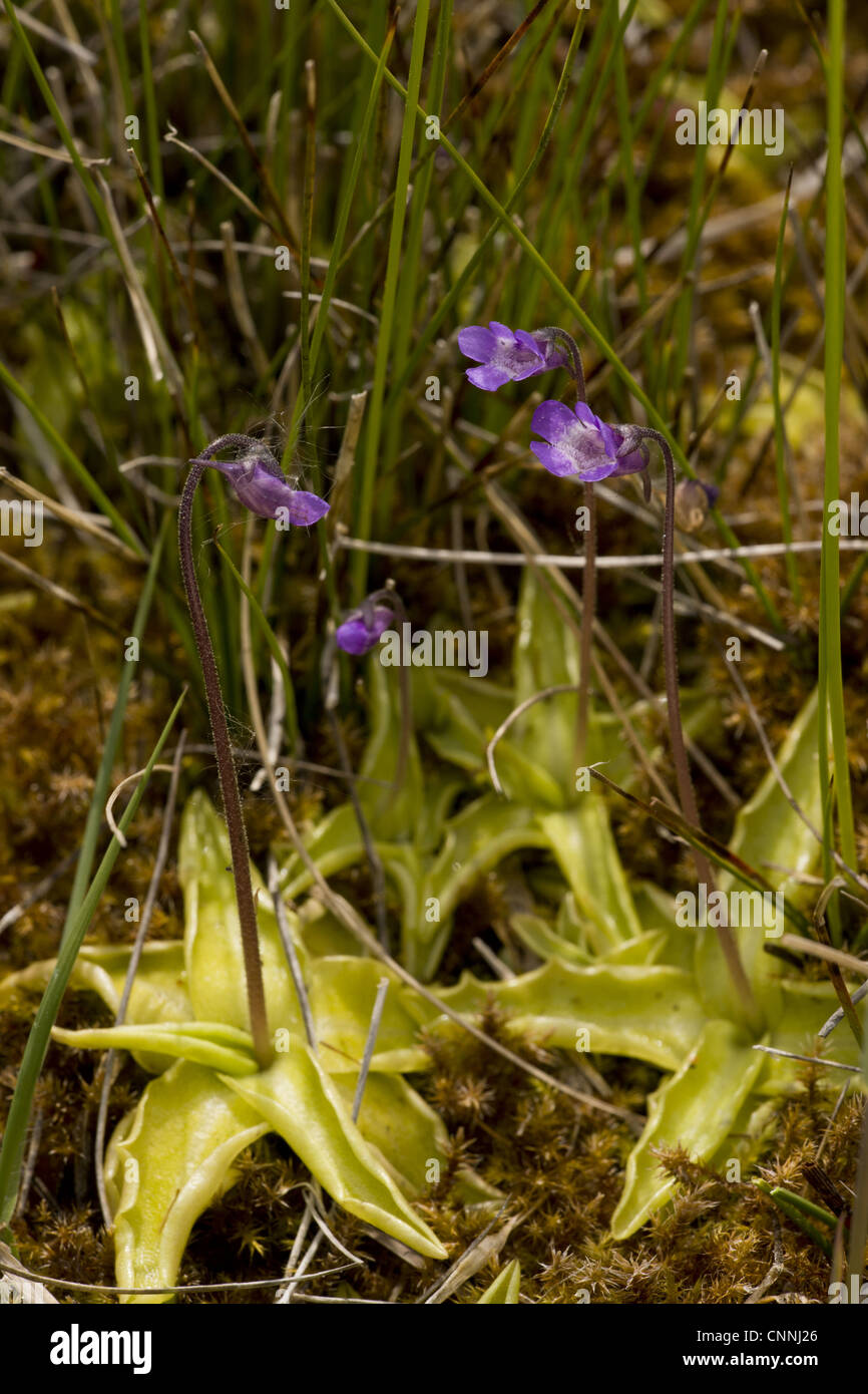 Common Butterwort (Pinguicula vulgaris) flowering, Market Weston Fen