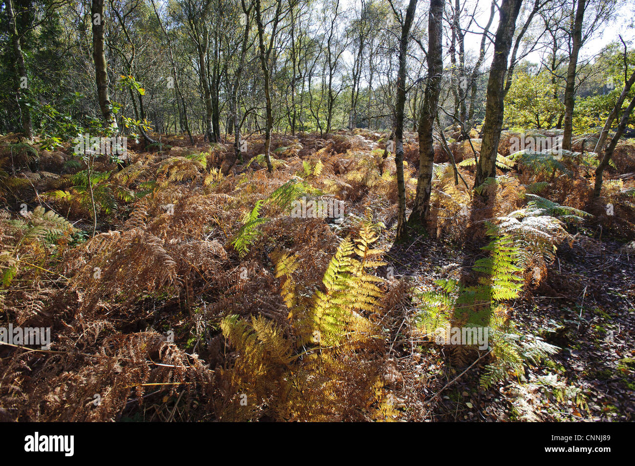 Bracken (Pteridium aquilinum) fronds, backlit undergrowth in woodland habitat, Oulton, Cheshire, England, october Stock Photo