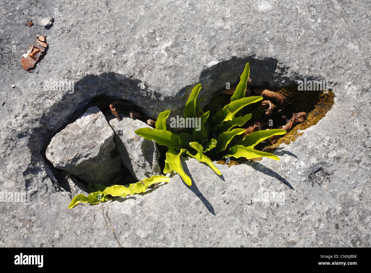 Hart's-tongue Fern Phyllitis scolopendrium fronds growing crevice limestone pavement Gait Barrows National Nature Reserve Stock Photo