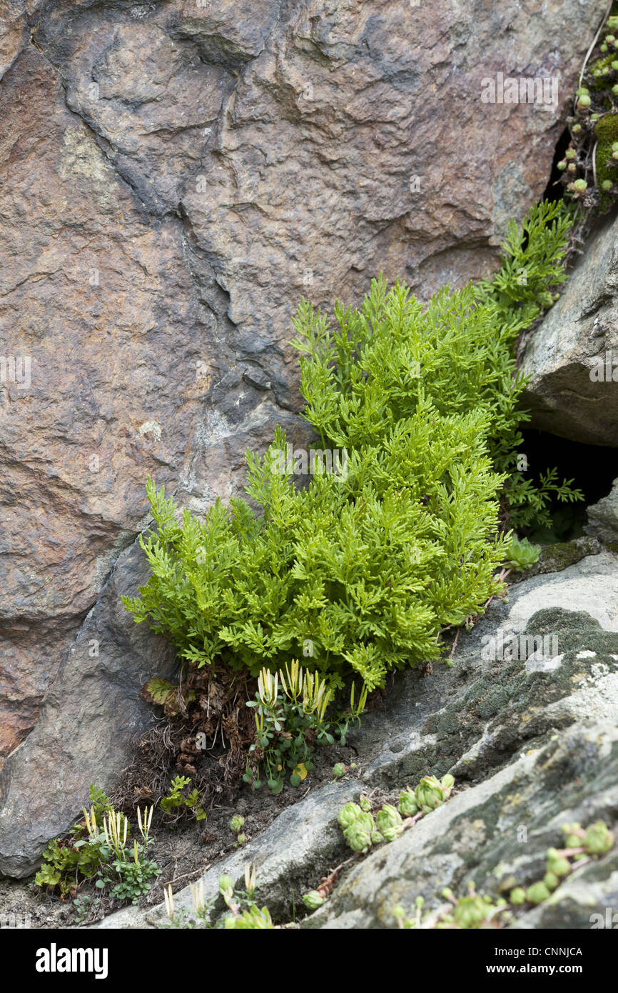 Parsley Fern (Cryptogramma crispa) fronds, growing amongst rocks, Valgrisenche, Aosta Valley, Italian Alps, Italy, july Stock Photo