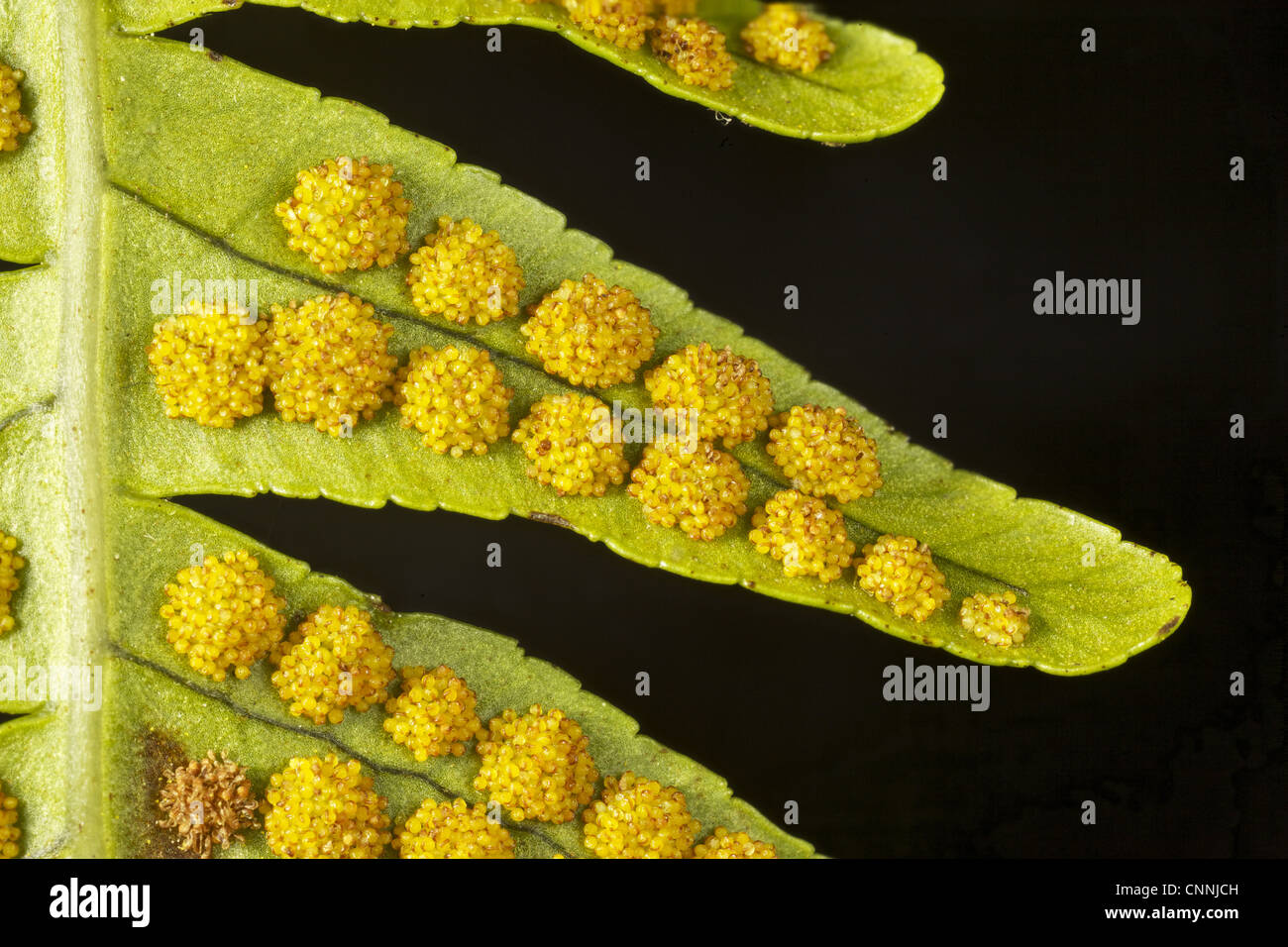 Common Polypody (Polypodium vulgare) close-up of ripe spore clusters ...
