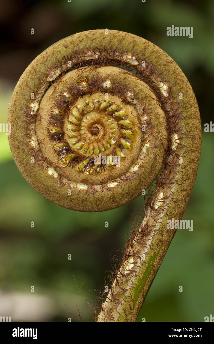 Tree Fern (Cyatheales sp.) close-up of unfurling frond, Mulu N.P., Sarawak, Borneo, Malaysia Stock Photo