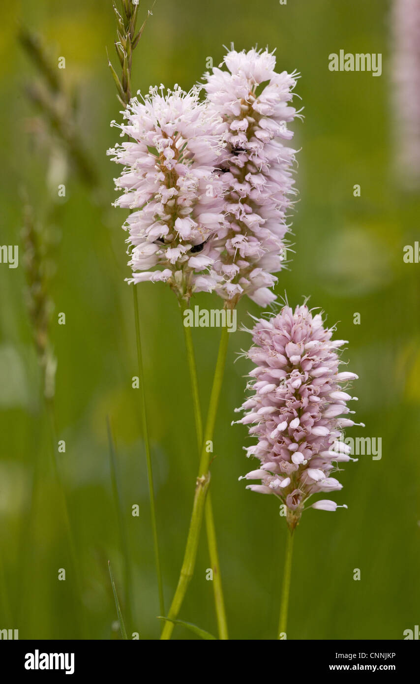 Common Bistort (Polygonum bistorta) flowering, growing in old hay meadow, Switzerland, june Stock Photo