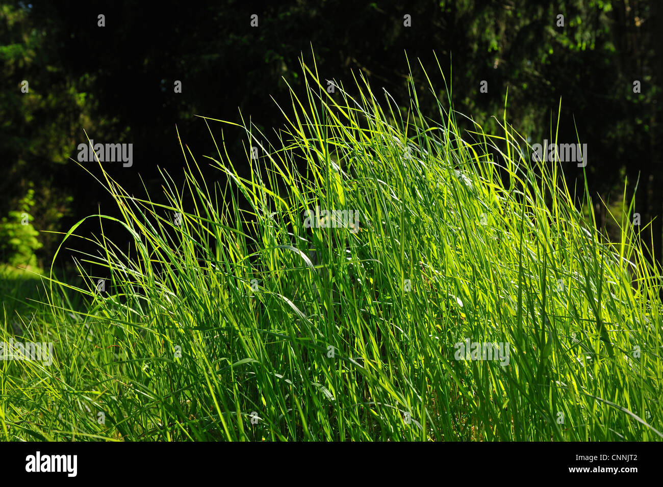 Grass, Harz National Park, Harz, Sonnenberg, Lower Saxony, Germany Stock Photo