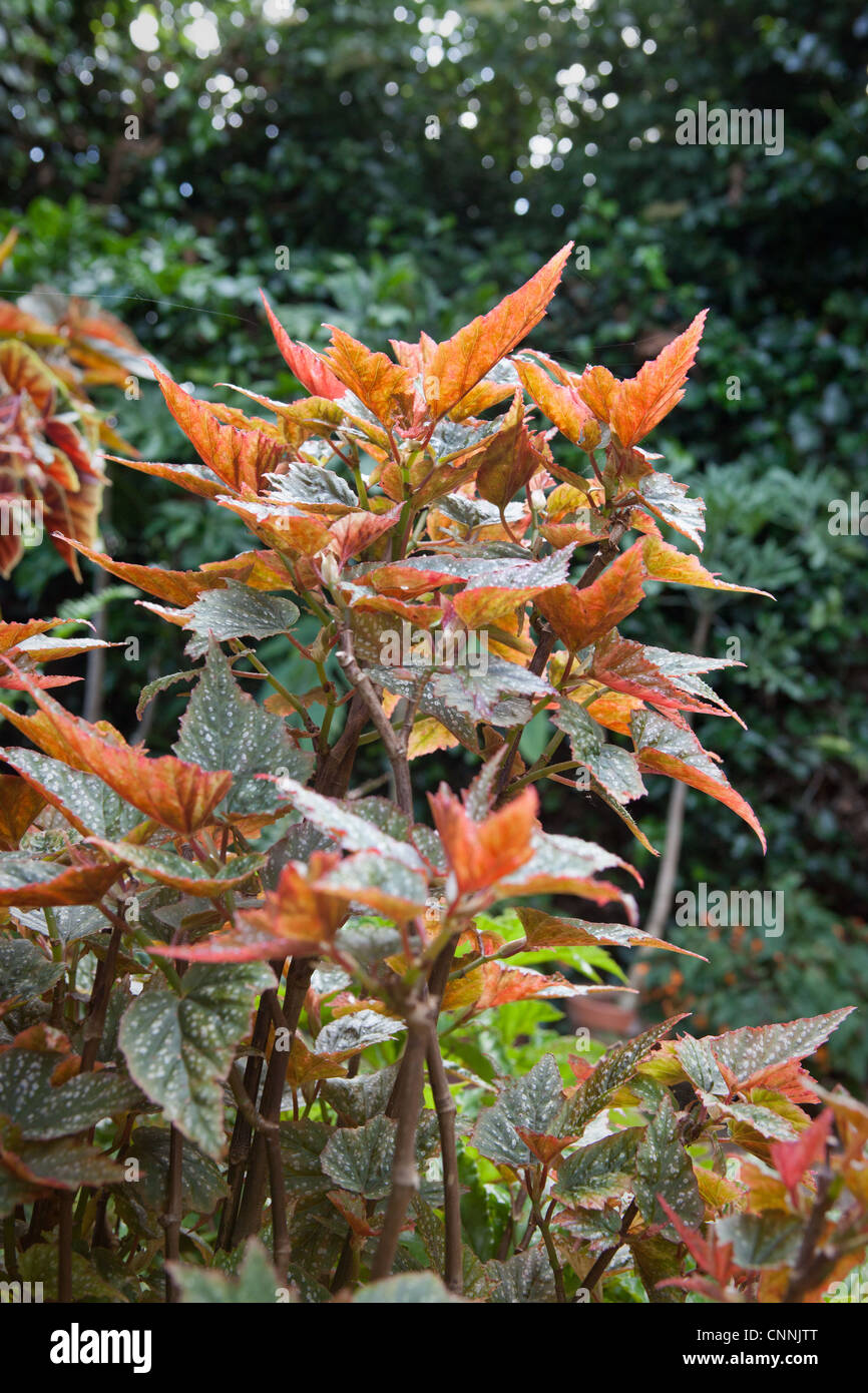 Cane Begonia detail Stock Photo