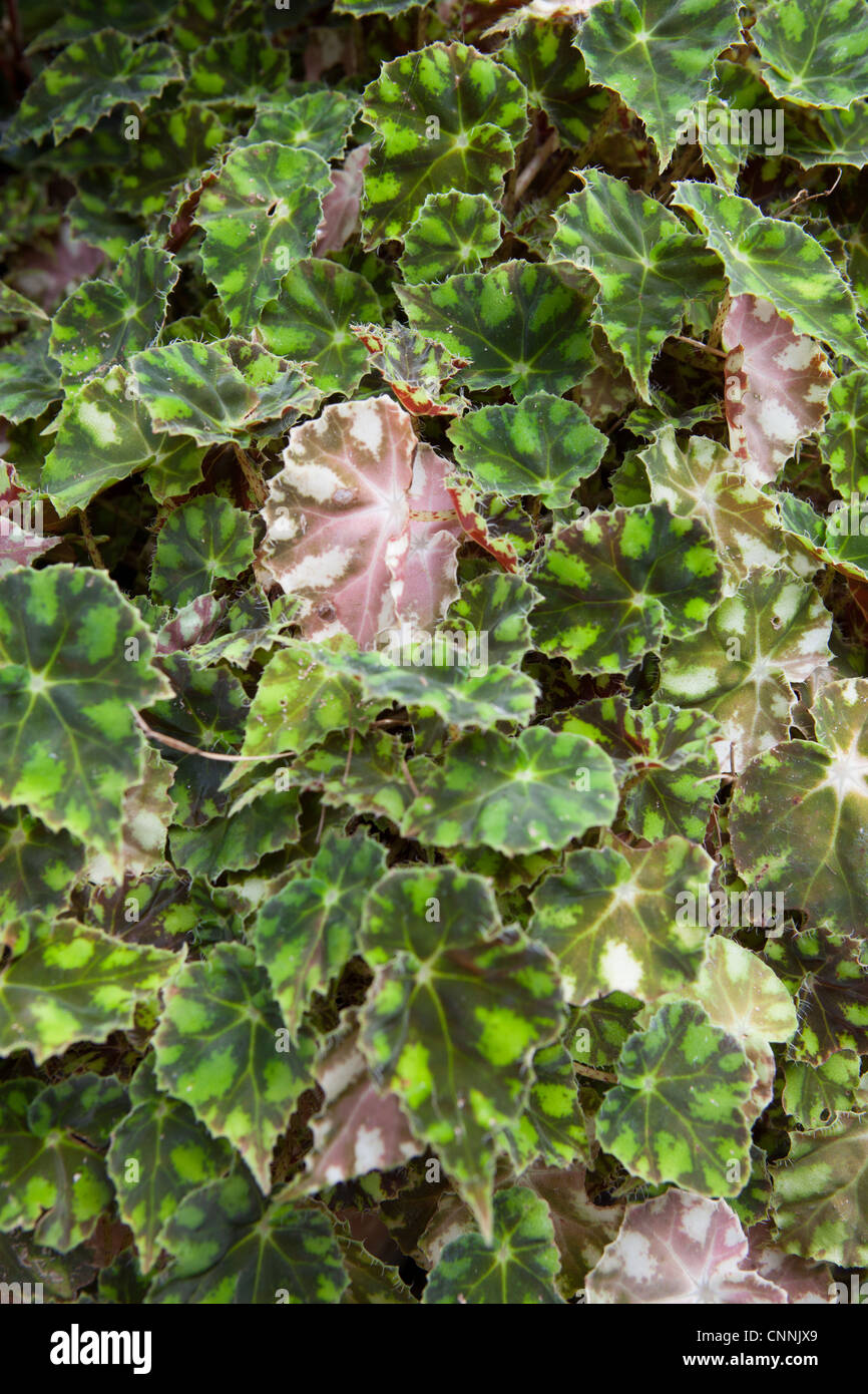 Variegated Begonia Stock Photo Alamy