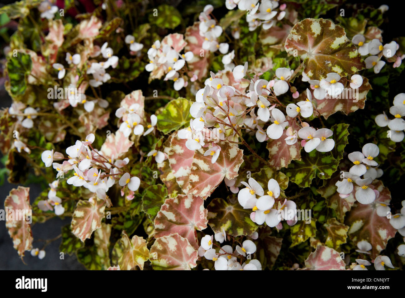Flowering Begonia and leaf detail Stock Photo