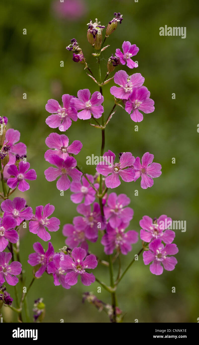 Sticky Catchfly (Lychnis viscaria) close-up of flowers, Bulgaria, may Stock Photo