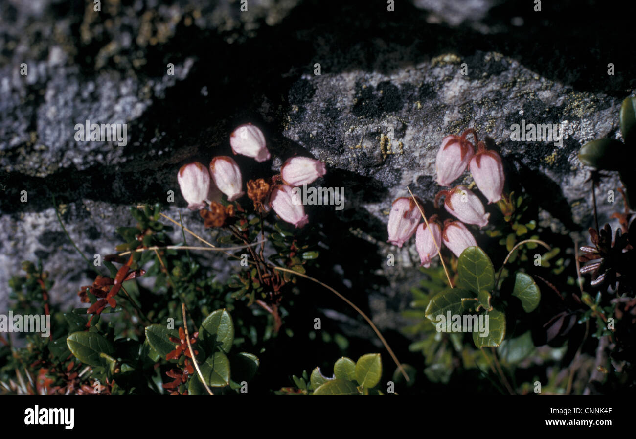 Mountain Heather,Menziesia - Phyllodoce caerulea, Norway. Stock Photo