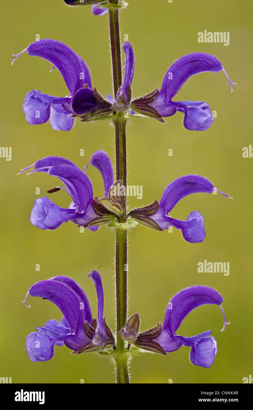 Meadow Clary (Salvia pratensis) close-up of flowers, growing in old meadow, Slovenia, june Stock Photo